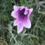 Flora