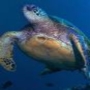 Turtles in Northern Cyprus