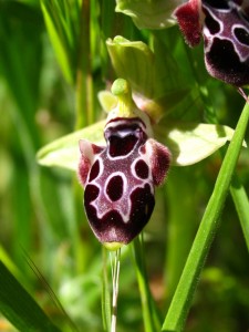 Ophrys kotschyi (Cyprus endemic)