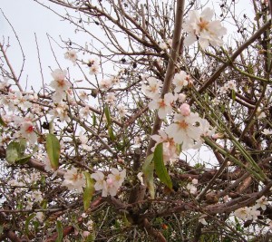 Almond blossom