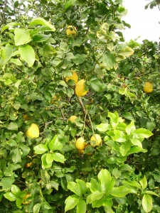 Lemons 2