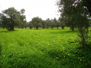 Oxalis in the olive groves