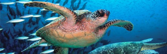 Turtles in Northern Cyprus