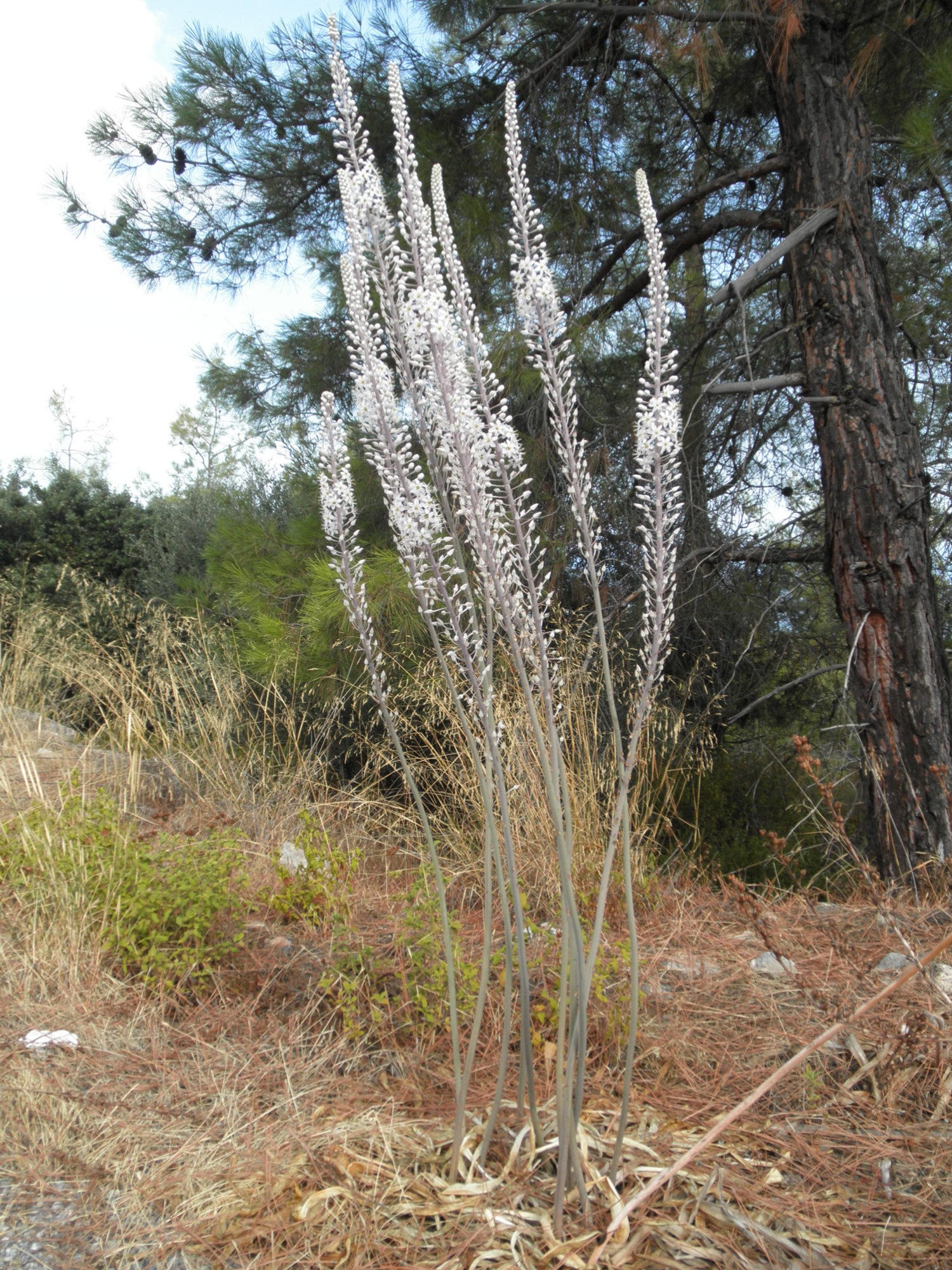 Cyprus Life – Autumn Rain