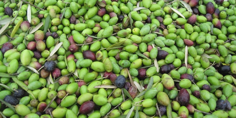 olive festival